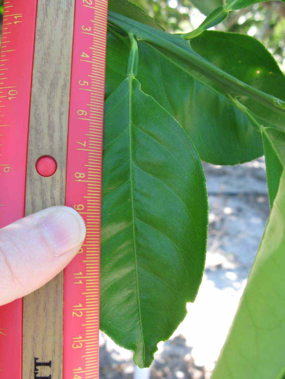              Unifoliolate leaf (Winter Haven, FL)       